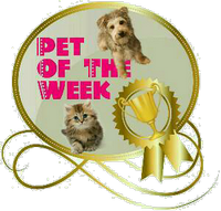 a pet of the week award